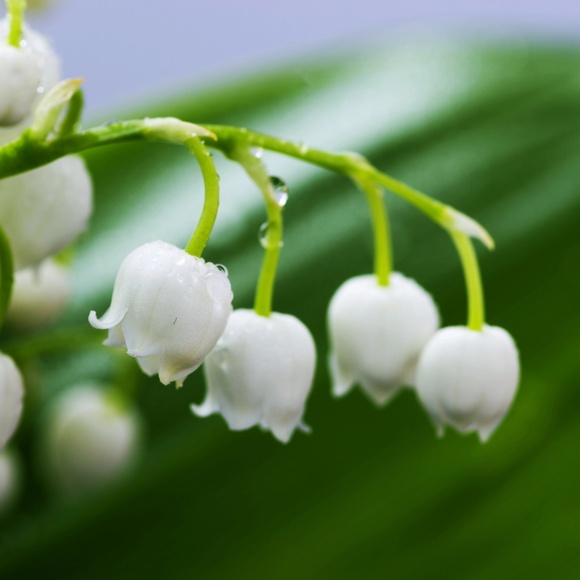 Jasmine Complex Fresh Marine Note All Natural Solid Perfume 1 OZ Tin Handmade - Picture 4 of 7